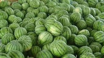 凉快地里的吃瓜