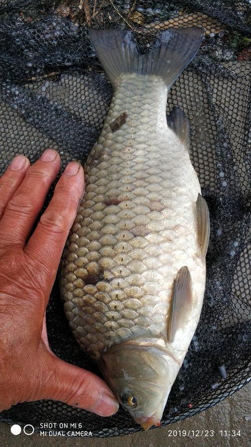 看鱼吃窝料,揭秘钓鱼高手们的诱鱼秘诀